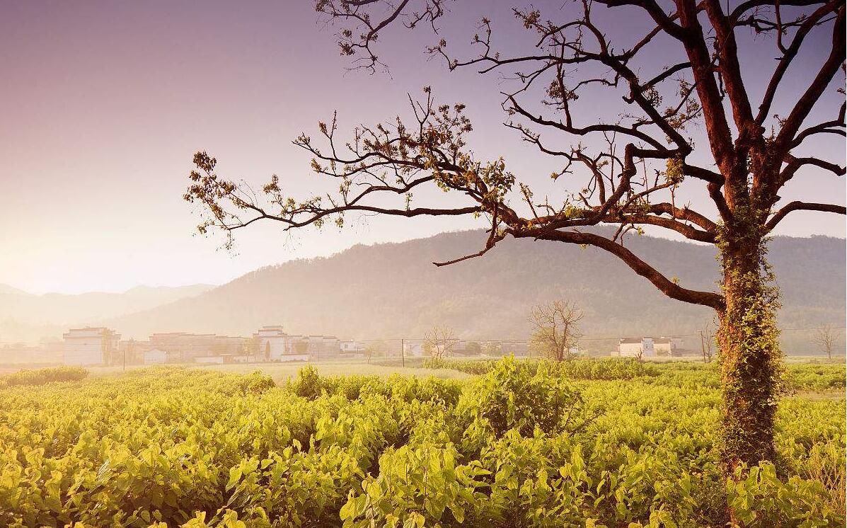 怎么用知网查重