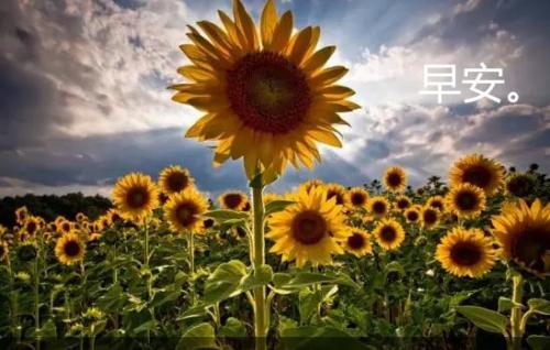 知网检测论文
