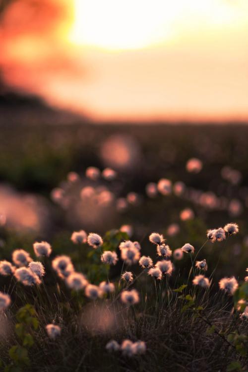 知网论文检测报告可以免费下载吗？